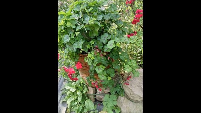 ПЕЛАРГОНИЯ ПЛЮЩЕЛИСТНАЯ (щитовидная). смотреть онлайн