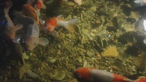 Карпы кои. Парчовый карп. Кои. Общительные рыбки. Океанариум РИО