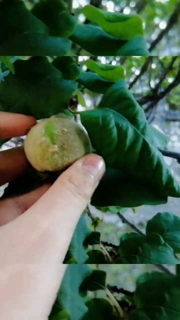 Мы не знаем что это такое, если бы мы знали, а то мы не знаем что это такое смотреть онлайн