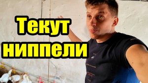 У бройлеров текут ниппели. Расцвели хризантемы. Очередной вывод перепелят