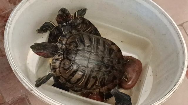 И вот красноухие черепахи смотреть онлайн