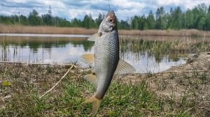 Раздача плотвы на карьере.