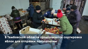В Тамбовской области продолжается сортировка яблок для отправки покупателям