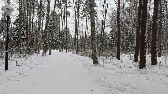 Прогулка по лесному массиву в Ямском парке зимой. Много туристов в экологическо чистом месте. смотреть онлайн