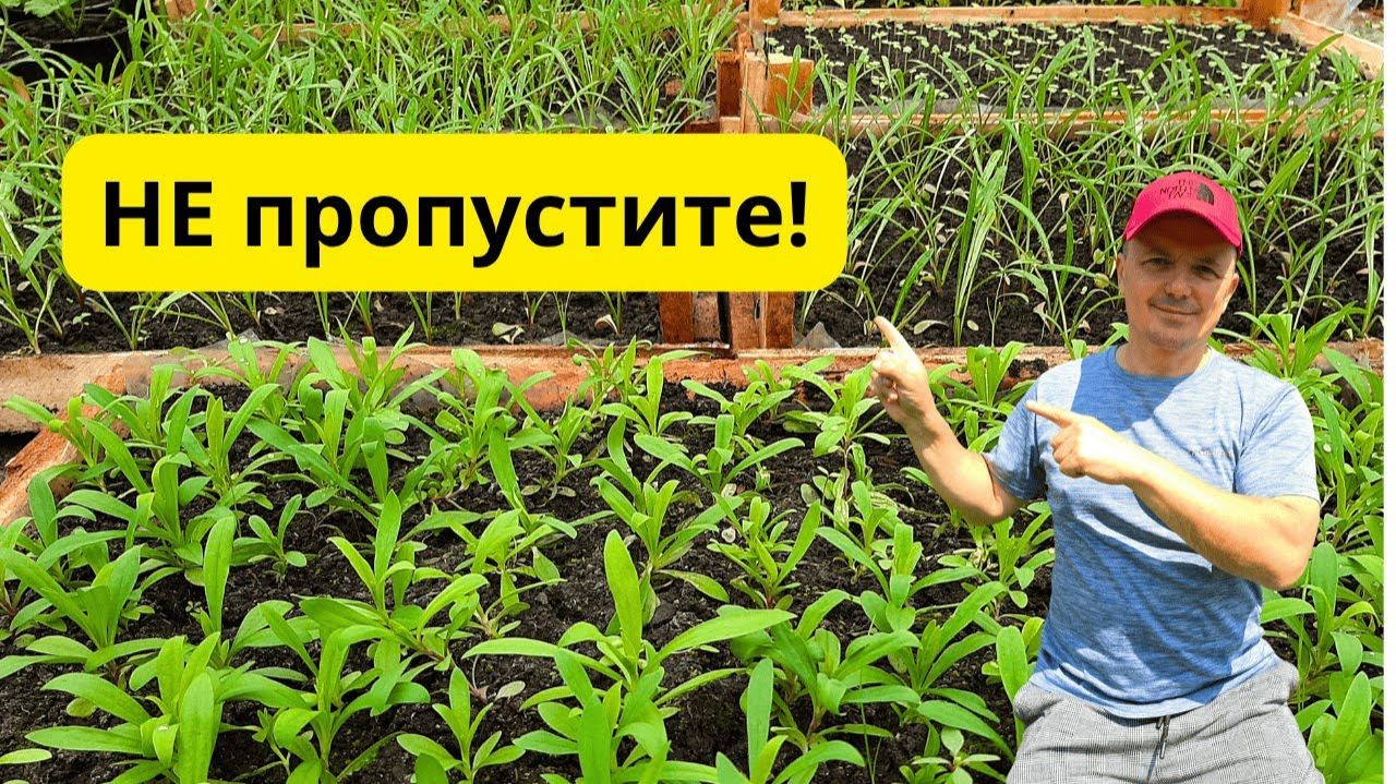 Когда проводить первую подкормку рассады- точный признак смотреть онлайн