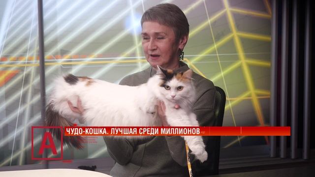 Ольга Кольцова: «Титул принесла домашняя кошка, но и мои породистые тоже были в призах» смотреть онлайн