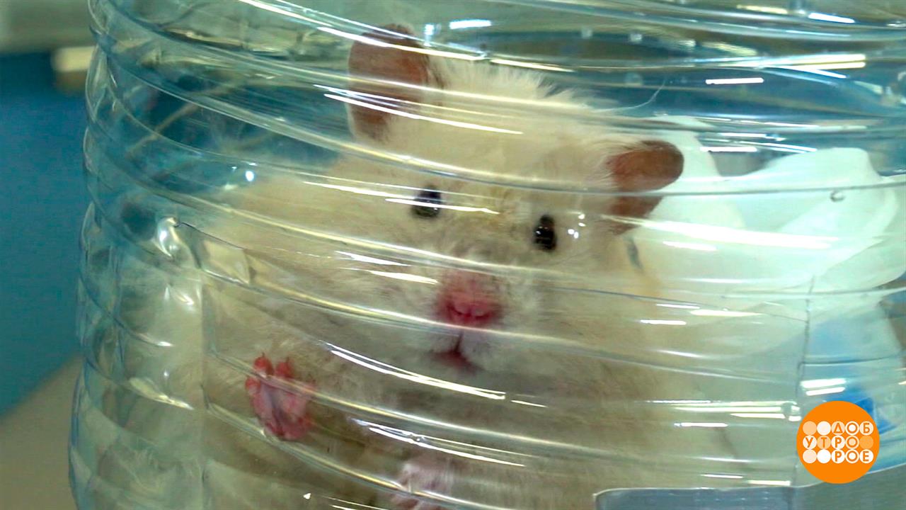 Хомячок, проходите на ингаляцию! Доброе утро. Фрагмент выпуска от 27.01.2026 смотреть онлайн