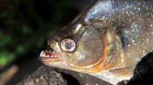 Десять человек пострадали при нападении стаи пираний на популярном курорте