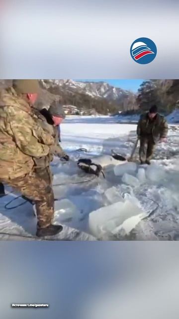 Алтайские спасатели вытащили коня, провалившегося под лёд смотреть онлайн