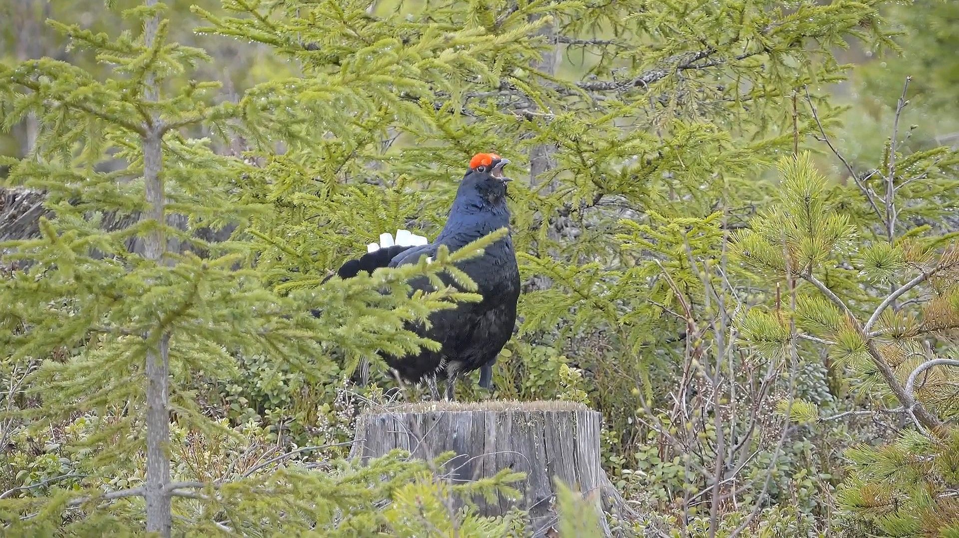 Тетерев метит территорию ранним утром смотреть онлайн