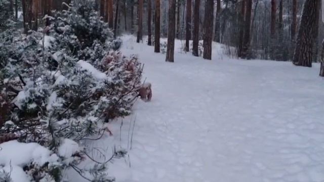 зима 2026 смотреть онлайн