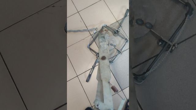 Капкан ловушка на лося. тел 89209904010 . смотреть онлайн