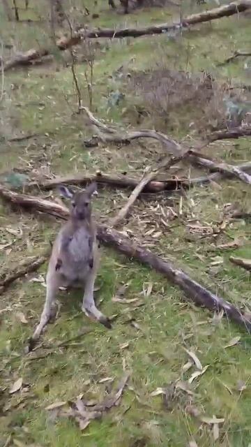 Кенгурёнок смотреть онлайн