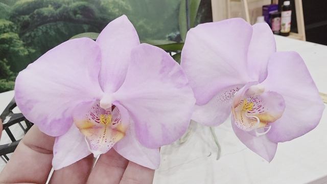 291 смотреть онлайн