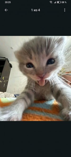 укради бреенрот сорри за подчкерк