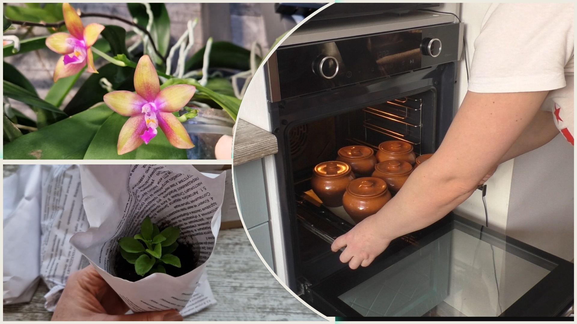 Жизнь с орхидеями и без. Ранний ужин из горшков и вегетативка к новому сезону смотреть онлайн