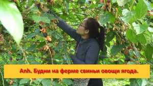 Anh Bushcraft. Будни на ферме свиньи овощи ягода .