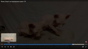 Котята питомника кошек  БЛЭК ОПАЛ