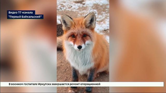 Инспекторы Прибайкальского нацпарка просят туристов не подкармливать лис на Ольхоне смотреть онлайн