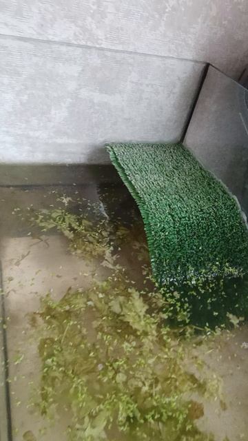 обновки черепах