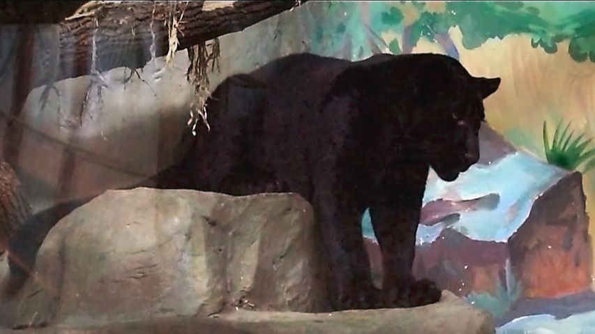 У ягуара Габриэля было плохое настроение и кипер устроила ему легкий душ! смотреть онлайн