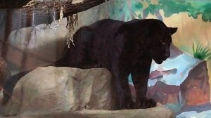 У ягуара Габриэля было плохое настроение и кипер устроила ему легкий душ!