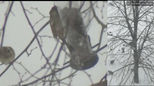 Кормушка для птиц 27.01.2026