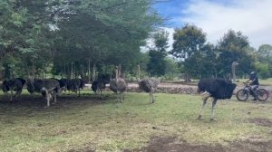 Африканское сафари