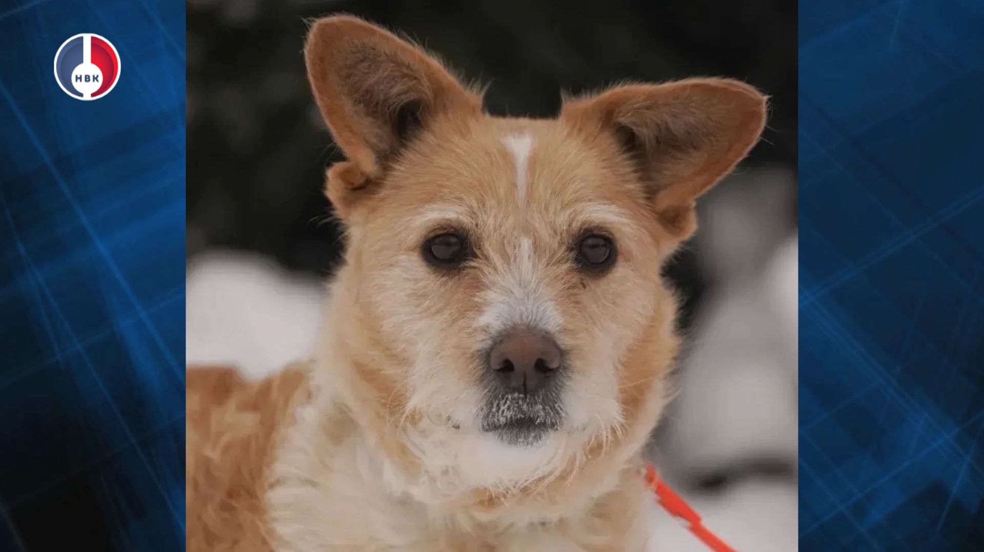 Подопечная Первоуральского Приюта ищет дом! смотреть онлайн