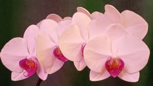 Одна из моих белянок