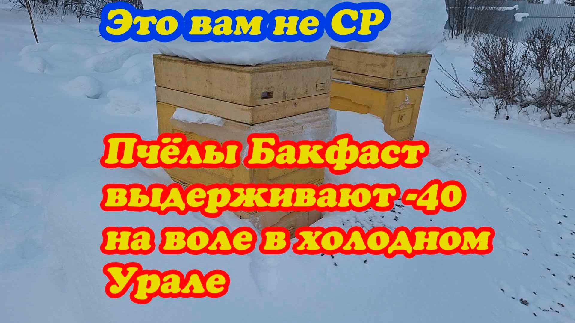 КАК Я ПРИШЁЛ К ПЧЕЛЕ БАКФАСТ, КАК ЗИМУЕТ И РАБОТАЕТ НА МЁД смотреть онлайн