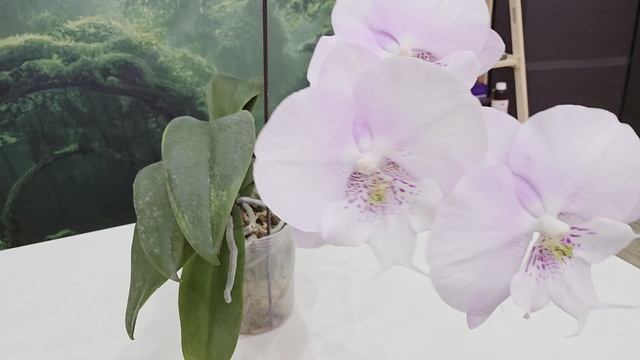 806 смотреть онлайн