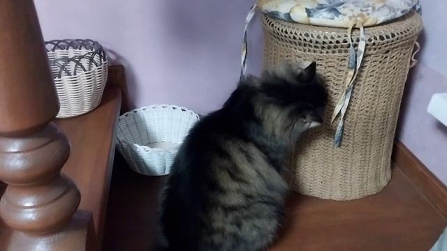 Влог//Плету//Куры и мои хвостики! смотреть онлайн