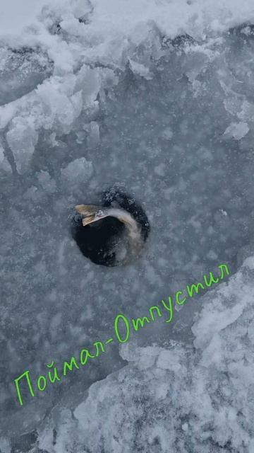 Поймал-отпустил! окунь плывёт домой! рыбалка окунь фишмир ловляокунянабалансир окуньнабалансир