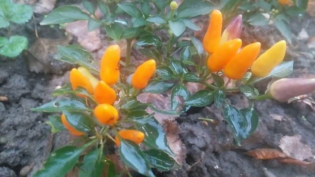 декоративный кустарниковый перец (Capsicum annuum) сорта, похожего на «Брызги солнца» или «Желтый бу смотреть онлайн