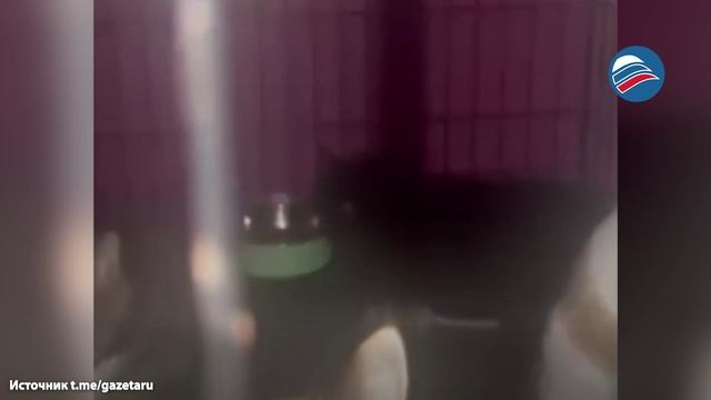 В хабаровском приюте погибли 19 кошек из-за прорыва трубы с кипятком смотреть онлайн
