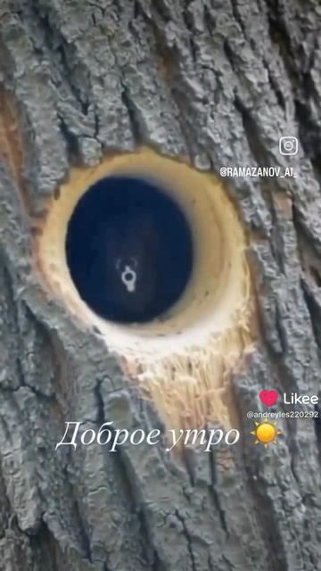 Доброе утро🌄 смотреть онлайн