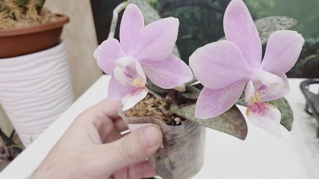 308 смотреть онлайн