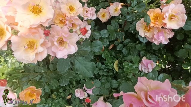 Роза флорибунда Джаз и плетистая Наэма.