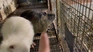 ВСЮ ЗИМУ НЕ УБИРАЛ НАВОЗ ЗА НУТРИЯМИ