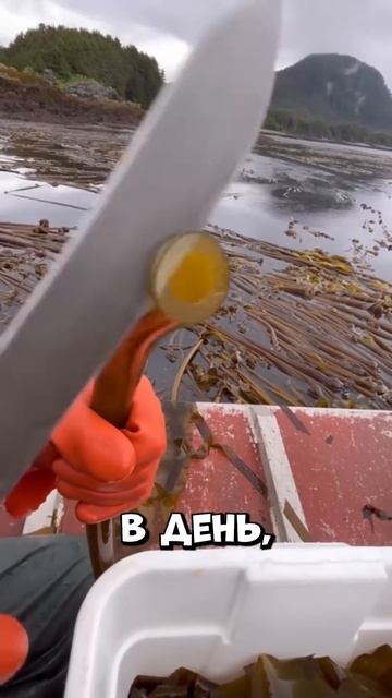 Зачем они едят трубки с пляжа？ #shorts