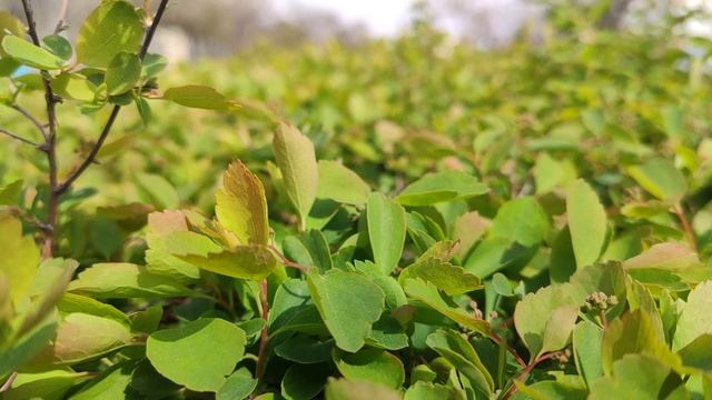 Один из дней города Евпатории | 19 апреля 2021 г | Крым | ХАН БАТОН XAH 6ATOH | VID_20210419_142420 смотреть онлайн