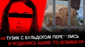 Приют для собак или лагерь пыток?