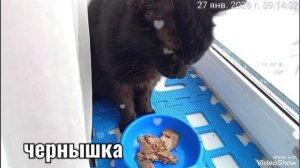 Мариуполь 🏙️ утро 🐈🐈🐈💻🕘☁️-8