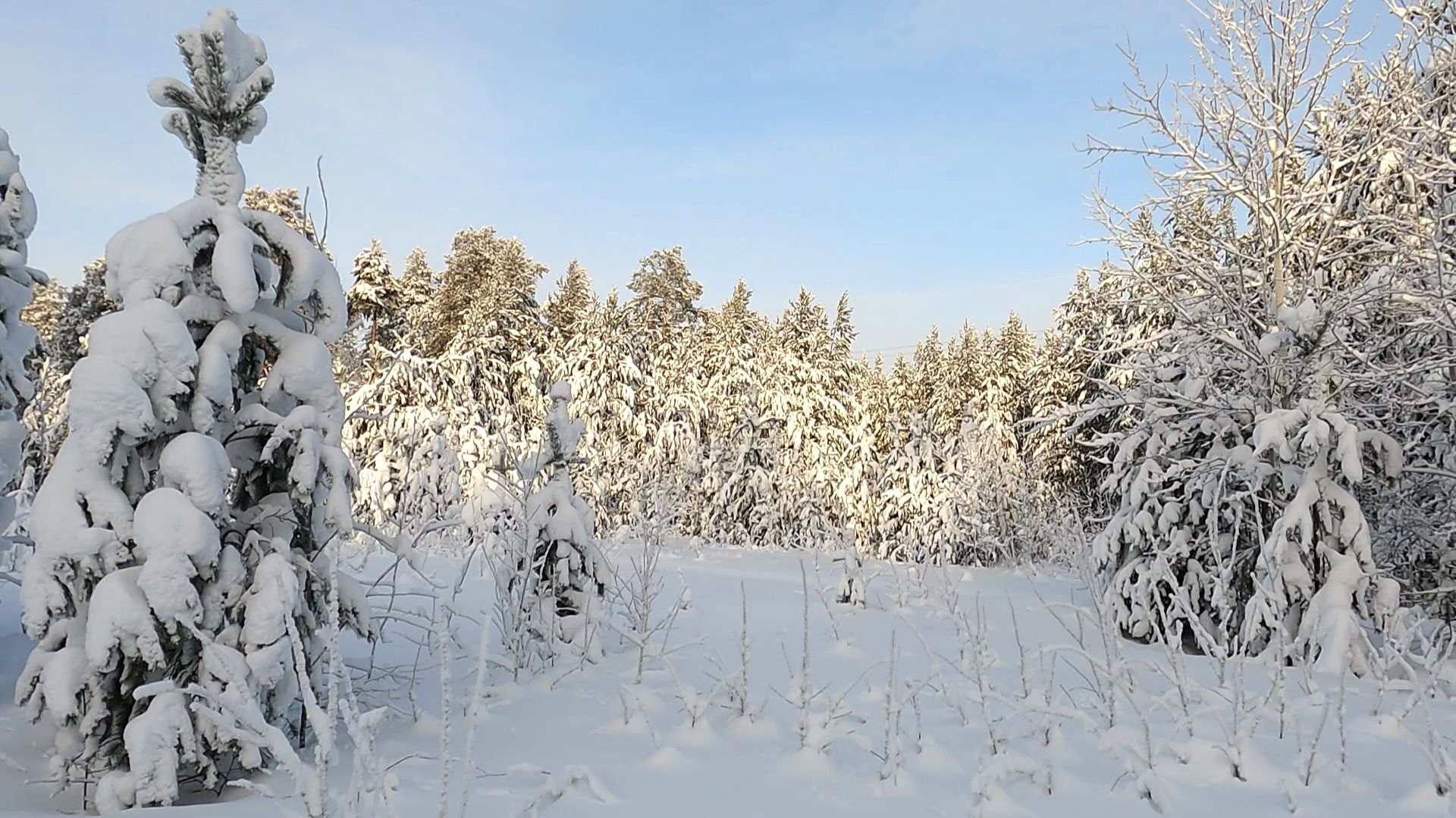 Прогулка по зимнему лесу смотреть онлайн