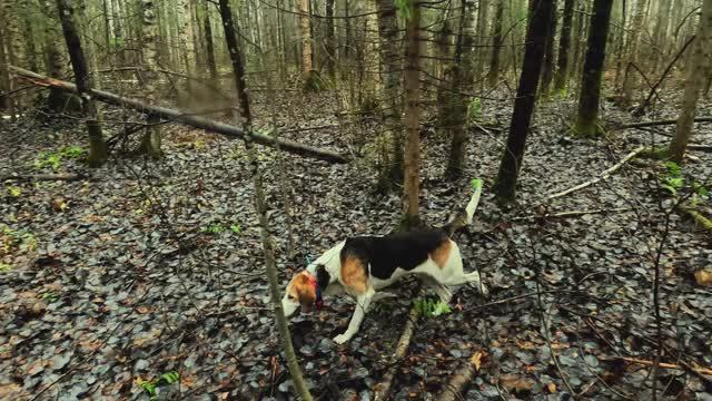 Охота на зайца беляка. смотреть онлайн