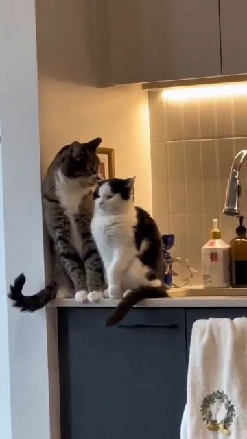 Кошкина любовь смотреть онлайн