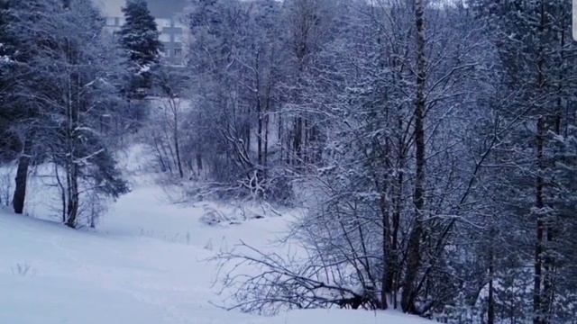 Ши-тцу на зимней прогулке. смотреть онлайн