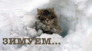 #182. Зимние будни. [Жизнь на своей земле]