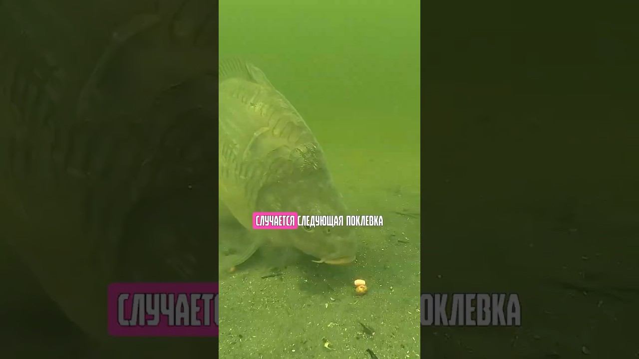 Как ПОЙМАТЬ больше карпа и сазана? #карпфишинг смотреть онлайн